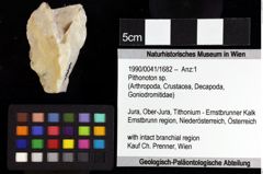 Foto (Objket + Etiketten) von Pithonoton marginatum (von Meyer, 1842) 